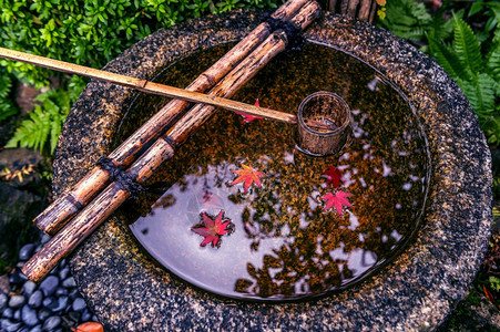 在水上漂浮的秋叶美丽树传统图片