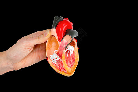 手拿器官模型图片