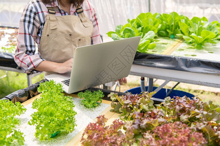 数字的绿色白种人收集蔬菜生长信息并使用膝上型电脑将数据传给网交易互联供销售的客户技术与现代商业通信概念以收集植物生长信息及利用手图片