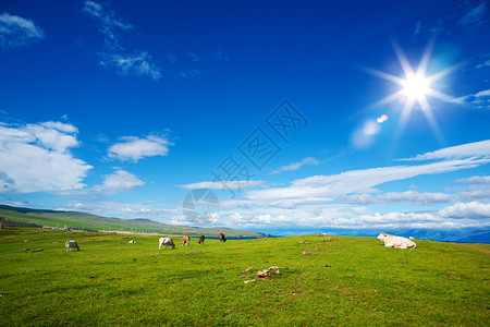 高山牧草地貌与放的牛群在明亮日落与天空之云的亮蓝背景下小牛乡村的景观图片