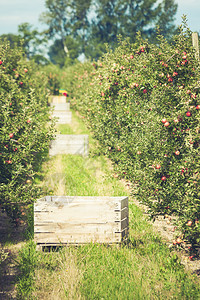 在阳光明媚的夏日盛满果园的苹充斥着撕裂的红果实落下食物环境图片