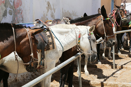 海棕色的希腊圣托里尼岛的驴子用来在夏季运送游客旅者菲拉图片