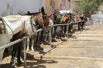 脚步等待希腊圣托里尼岛的驴子用来在夏季运送游客旅者费拉图片