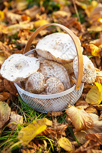 伞菌一只篮子上面装着美丽的可食用蘑菇雨伞站在落黄的叶上紧篮子漂亮被取走可食蘑菇伞站在落黄的树叶上站立烹饪图片