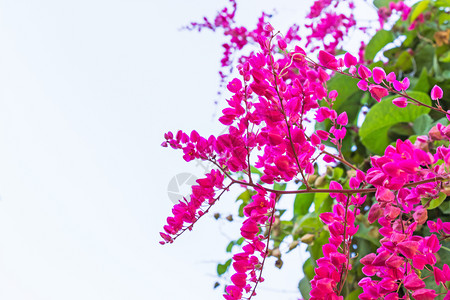 本国的Antigonleptopus是墨西哥本地的装饰植物它是含有粉红花或白的葡萄藤天空叶子图片