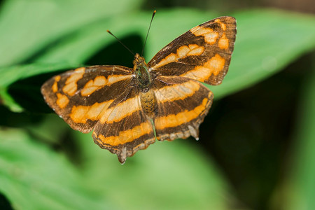 翅膀一片叶上的蝴蝶阿提玛内叶在开阔的林区中被发现毛虫循环图片