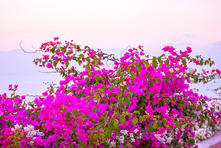 伊亚地标OiaSantorini希腊以美丽的浪漫日落闻名图片