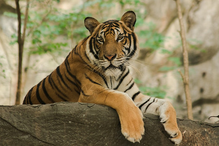 一只老虎躺在地上他的眼睛凝视着捕获马来人食者图片