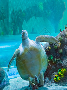 野生动物斑点展示他的下腹部游上海洋生物动肖像海生动物画的龟们在水中漂浮底部图片