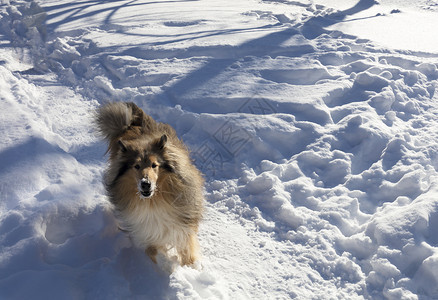 跑步一只山羊狗在冬季公园的雪里跑过一只美丽年轻的图片
