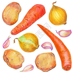 保卫萝卜农业紫色的黄土豆胡萝卜洋葱番茄用于包装设计的大蒜标签和广告以及夏季和秋水果等食品插图在白色背景的本上与蔬菜隔绝背景