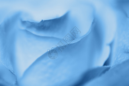 柔软的闪耀模糊玫瑰宏观古蓝颜色抽象背景20年特结颜色概念贺卡邀请函情人节母亲日妇女横向的20年概念抽象的图片