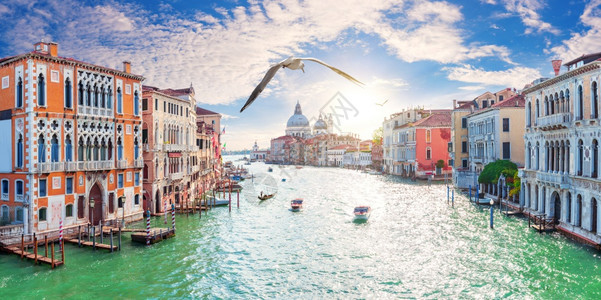 威尼托欧洲的海鸥飞过大运河建筑威尼斯意大利一只海鸥飞过大运河建筑意利旅游的图片