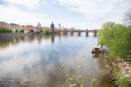 城市的观光捷克布拉格市老查尔斯桥和Charles桥和Vltava河建筑上面有天鹅2019年4月6日旅行照片阳光图片