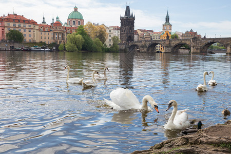 游客捷克布拉格市老查尔斯桥和Charles桥和Vltava河建筑上面有天鹅2019年4月6日旅行照片历史著名的图片