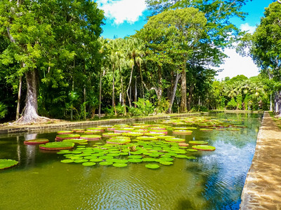 热带花园池水里的睡莲叶背景