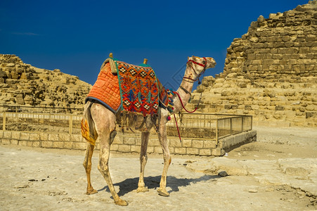 世界在埃及开罗所有吉萨金字塔前一排骆驼运送旅游者埃及人图片