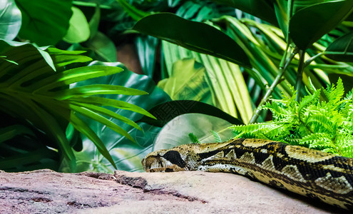在雨林风景中爬过石头岩的博阿收缩器野生动物爬虫肖像蟒蛇滑动鬼祟图片