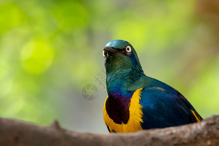 大波斯菊八哥莫桑比克金的绿色森林中美丽的闪亮鸟儿绿树枝上坐着的光泽星玲绿林中的美丽闪亮鸟背景