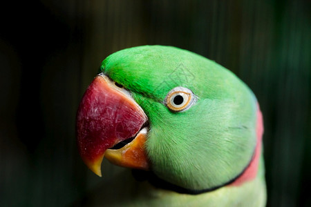 阿拉劳纳绿鹦鹉头朝近距离拍摄详细照片漂亮的图片