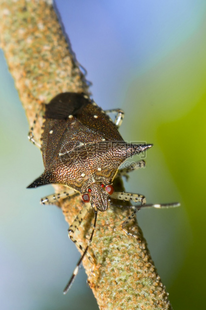 自然盾牌虫甲赫特罗普拉hemiptera热带雨林哥斯达黎加中美洲历史里卡图片