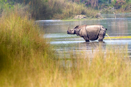 帕克兰生态系统大一角犀牛印度亚洲独木卫一湿地皇家巴迪亚国公园尼泊尔巴迪亚公园生态旅游图片