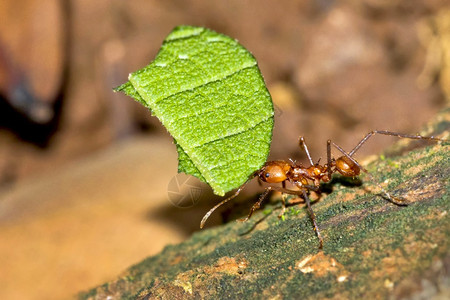 切叶蚁热带雨林马里诺巴莱纳公园乌维塔德奥萨蓬雷纳斯哥达黎加中美洲国主题昆虫学丽的图片