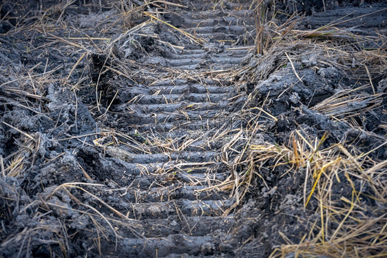 机器草肮脏的稻田土壤上收割机的轮胎印图片