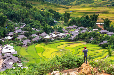 植物Traaveler在越南西北部延拜省Tule区梯田的Tule县露天田里拍照颜白管理图片