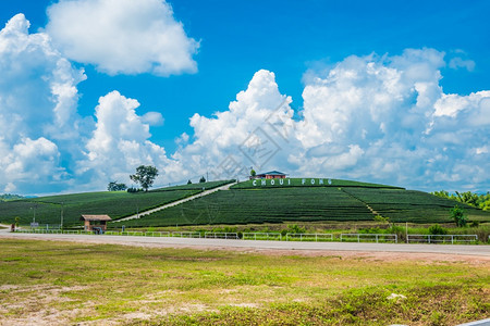 地标叶子日本泰国ChiangRaiChhoouiFong农场茶叶种植的景观是泰国清莱最顶级旅游目的地图片