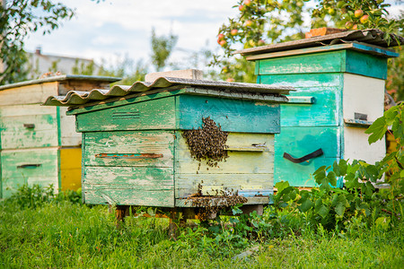 蜂窝板幼虫天蜂房里的箱蜜飞向绿色花园的着陆板炎热日子蜂房里箱蜜飞向绿色花园的着陆板爱好背景