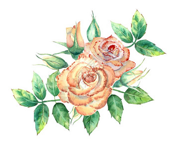 花朵绿叶开和闭花团用于贺卡或请柬水彩色插图桃子玫瑰开和闭花团牌或请礼团圈庆典春天橙图片