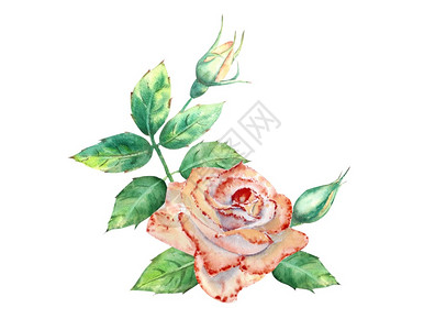 浪漫的庆典植物花朵绿叶开和闭花团用于贺卡或请柬水彩色插图桃子玫瑰开和闭花团牌或请礼团圈图片