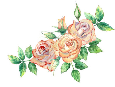 花朵绿叶开和闭花团用于贺卡或请柬水彩色插图桃子玫瑰开和闭花团牌或请礼团圈植物白色的庆典图片