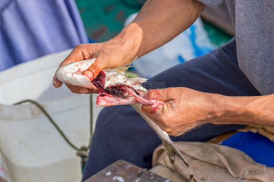 费舍尔渔民除去肠子为鱼做食物准备一顿饭肉图片