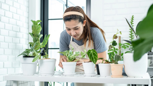 花盆植物学家穿便衣的亚洲女园艺员在将工厂移植成家庭房间的新锅子后照顾植物同时从事业余活动家庭花园概念爱图片