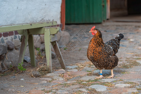 自由一只长着红冠的深棕色母鸡在它家门口的院子里走着一只深棕色的母鸡在它家门口的院子里走着户外范围图片