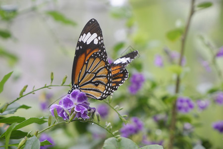 飞君主粉色的在花园朵上贴近蝴蝶共同老虎蝴蝶万王图片