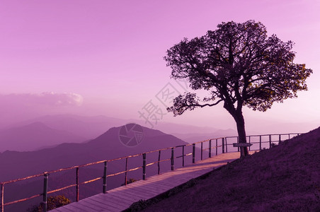 场地孤寂的硅树高山风景在黄昏中的高山风景登上最高视线的DoiPuuuCu山泰国MeeHongSon旅游景点荒野黑暗的背景图片