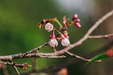 生长花朵是美丽的粉红花在一月至二开花的朵这些通常在泰国山丘上发现樱桃热带图片