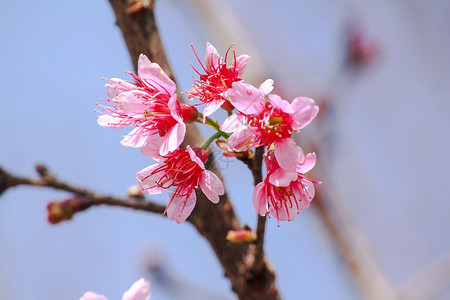 花朵是美丽的粉红花在一月至二开花的朵这些通常在泰国山丘上发现场景樱花农业图片