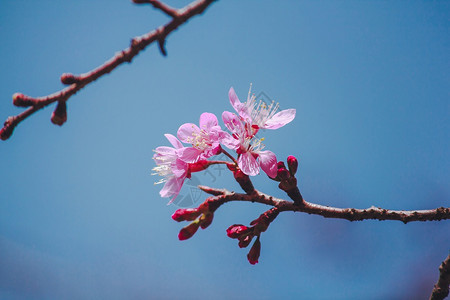 美丽的樱花图片