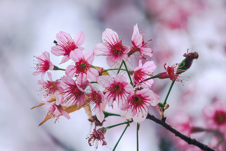 美丽的樱花花园高清图片素材