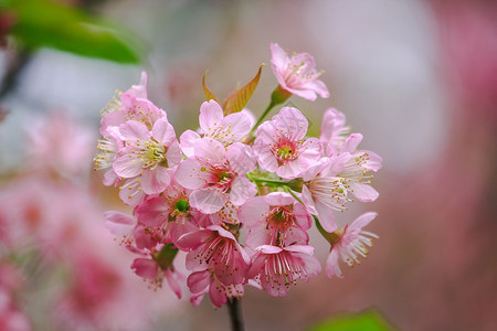 喜马拉雅户外花朵是美丽的粉红花在一月至二开花的朵这些通常在泰国山丘上发现樱花图片