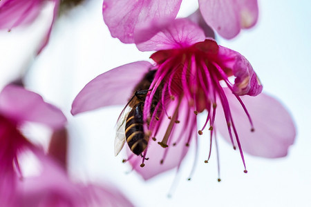 花瓣景观季节朵是美丽的粉红花在一月至二开花的朵这些通常在泰国山丘上发现成立高清图片素材