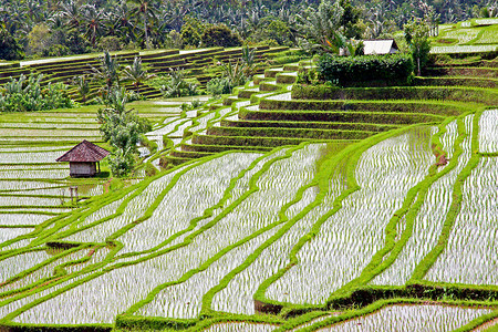 成长目的地印度尼西亚巴厘的稻田和水梯地球背景图片