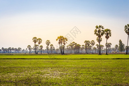 泰国Phitechaburi水稻田茉米和棕榈泥或糖地景观自然环境图片