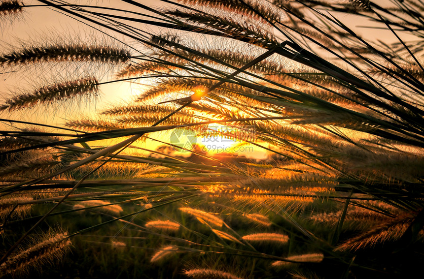 亚洲人美丽的草花景色日落背下风轻吹这朵草花的科学名称叫潘尼塞图平底虫环境场景图片