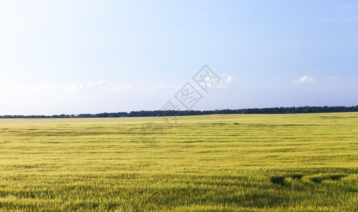 农场片面景观其地深为一小块蓝天本底绿色不熟的谷物中蓝天面积很小在野外种植绿色黑麦农业蓝的图片