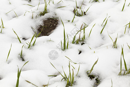 农场天气绿色冬季雪在下后出现冬季的雪流在天飘动季图片